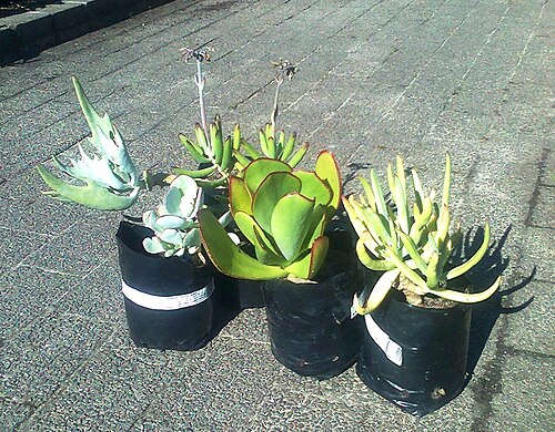 Pig's ear: Cotyledon orbiculata - cultivars varieties