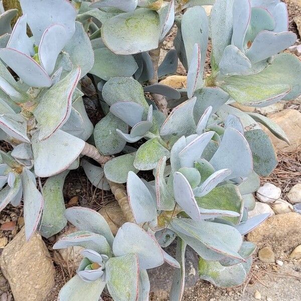 Pig's ear (Cotyledon orbiculata)