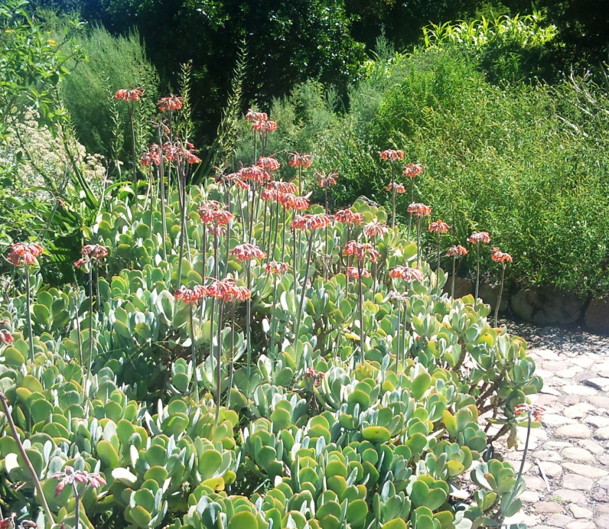 Pig's ear: Cotyledon orbiculata