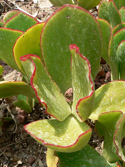 Pig's ear: Botanical Garden Hanbury at Ventimiglia, Italy