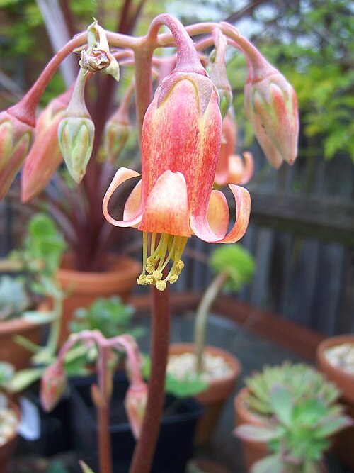 Pig's ear: Cotyledon