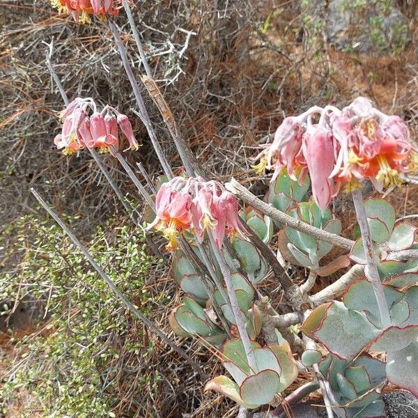 Pig's ear (Cotyledon orbiculata)