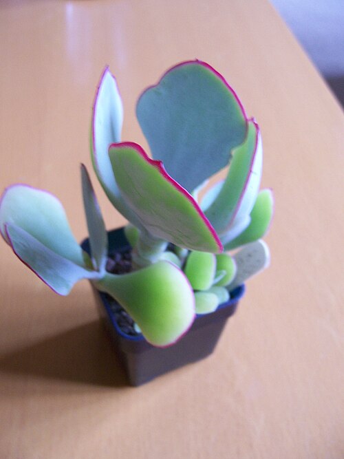 Pig's ear: Cotyledon Orbiculata
