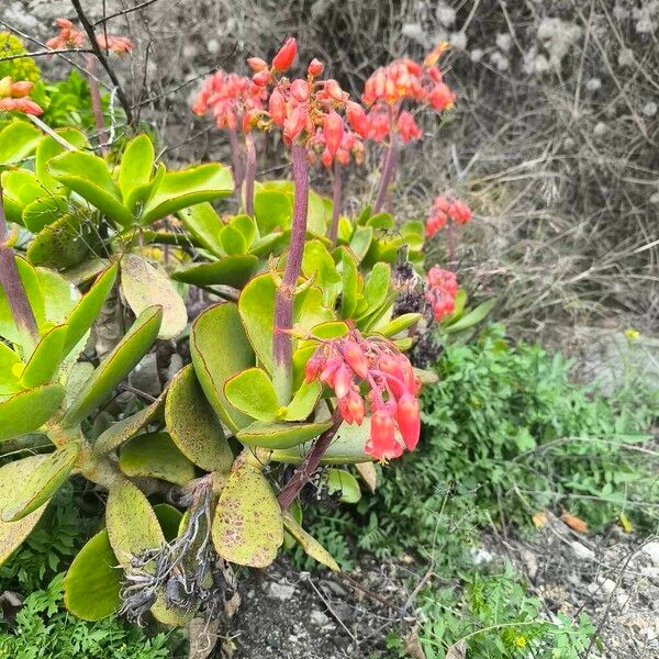 Pig's ear (Cotyledon orbiculata)