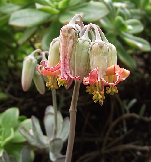 Pig's ear: Cotyledon 'Happy Young Lady' cultivar at San Diego Botanic Garden, Encinitas, California, USA. Identified by sign.