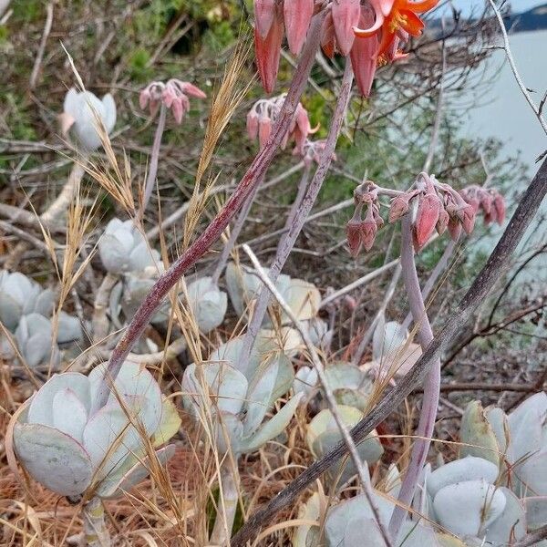 Pig's ear (Cotyledon orbiculata)