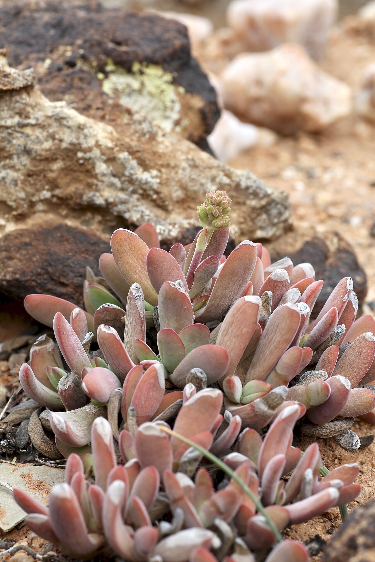 Cotyledon papillaris: Goegap Nature Reserve garden, Springbok, Namaqualand, Northern Cape, South Africa