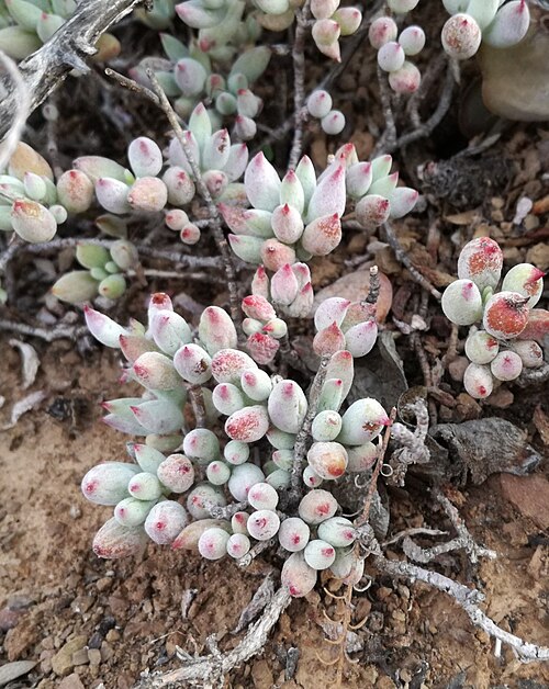 Cotyledon papillaris: Cotyledon papillaris - South Africa