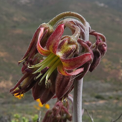 Cotyledon papillaris: Sprawling Pigsears ( Cotyledon papillaris ) in South Africa