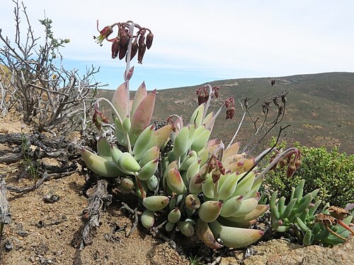Cotyledon papillaris: Sprawling Pigsears ( Cotyledon papillaris ) in South Africa