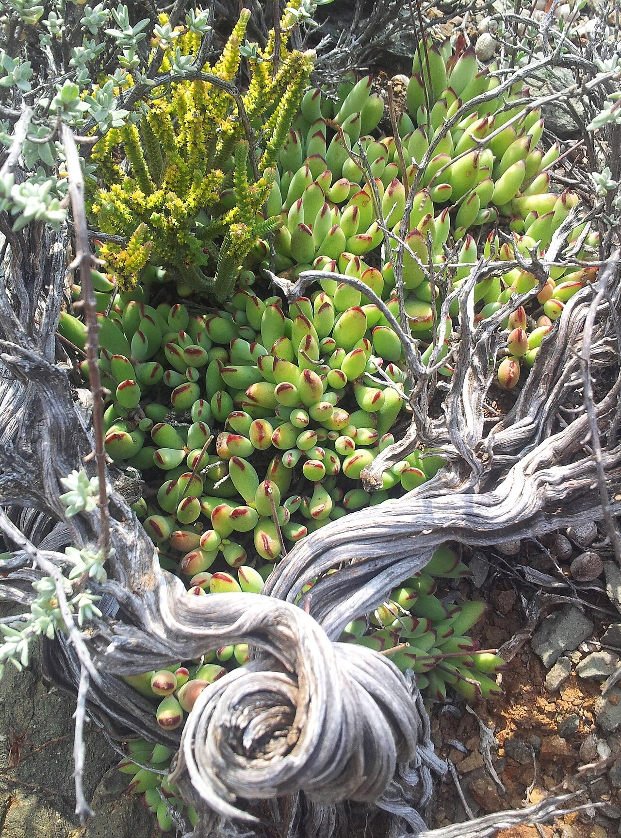 Cotyledon papillaris: Cotyledon papillaris - laingsburg