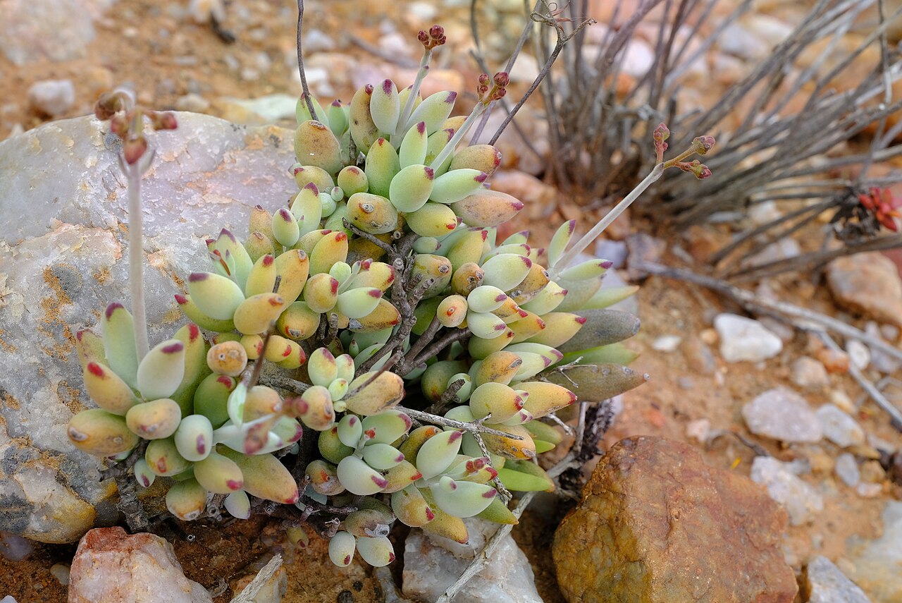 Cotyledon papillaris: Sprawling Pigsears ( Cotyledon papillaris ) in South Africa
