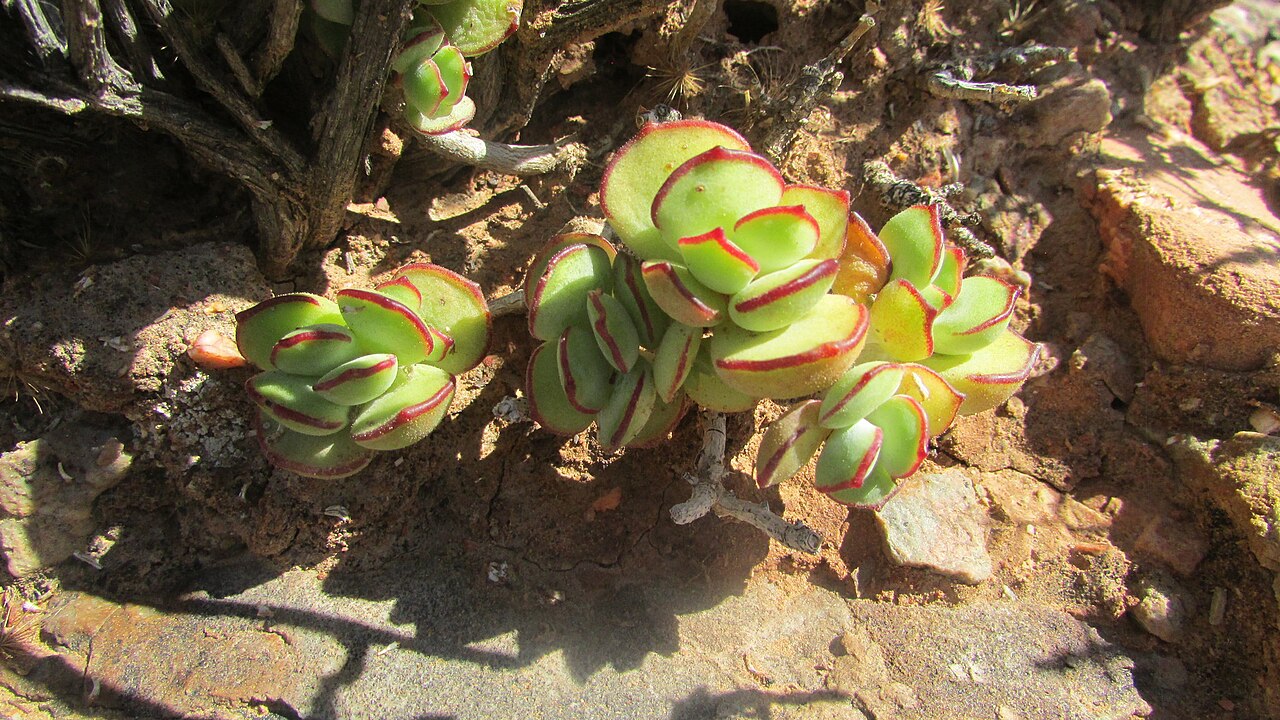 Cotyledon papillaris: Sprawling Pigsears ( Cotyledon papillaris ) in South Africa