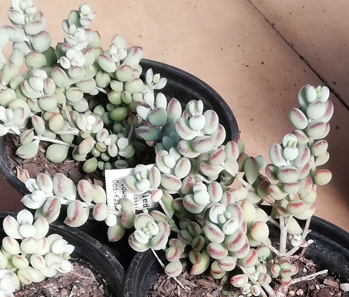 Cotyledon pendens: Cotyledon pendens
