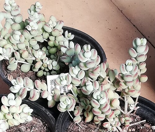 Cotyledon pendens: Cotyledon pendens