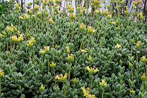 Cotyledon tomentosa: Cotyledon tomentosa in Tropengewächshäuser des Botanischen Gartens, Hamburg