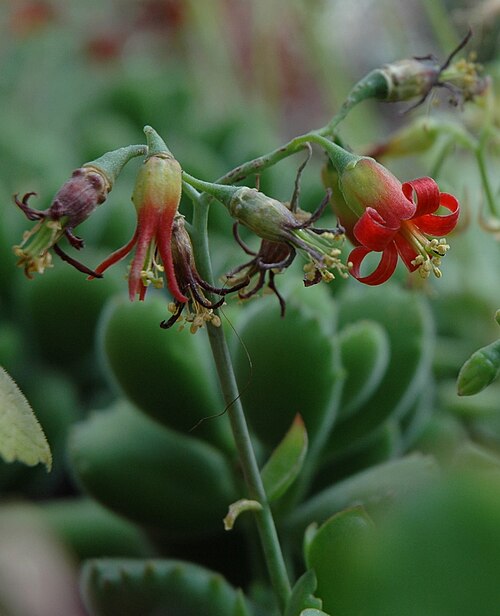 Cotyledon tomentosa: Inflorescence of Cotyledon tomentosa