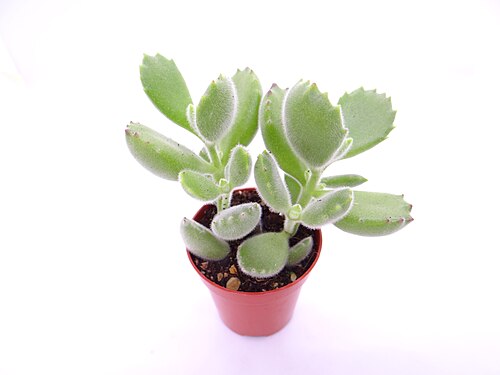 Cotyledon tomentosa: Cotyledon tomentosa (or Bear's Paw), succulent of 7 cm high and 8 cm large in a small pot of 4,5 cm. Leaves are big, rounded and soft to the touch because of th