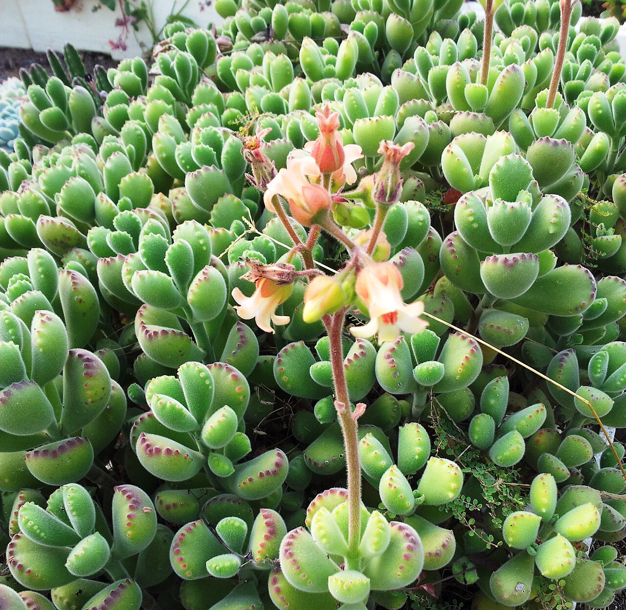 Cotyledon tomentosa: Cotyledon tomentosa in cultivation - Cape Town