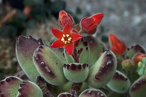 Cotyledon tomentosa: Unidentified. I need all the help I can get. Photographed in a private garden in Berkeley, CA 4 Oct 2017—identified as Cotyledon tomentosa