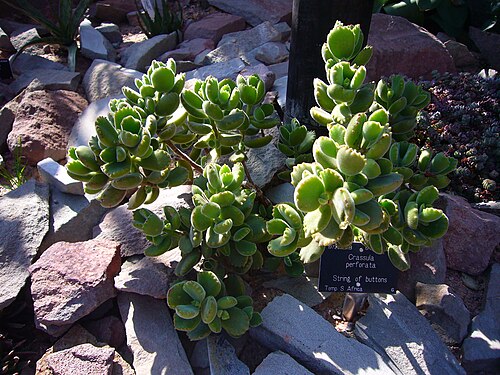 Cotyledon tomentosa: Cotyledon tomentosa subsp. tomentosa, misidentified as Crassula perforata