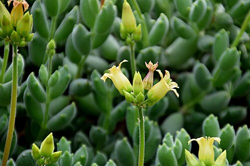Cotyledon tomentosa: Cotyledon tomentosa in Tropengewächshäuser des Botanischen Gartens, Hamburg