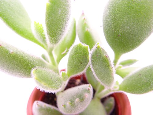 Cotyledon tomentosa: Detail on the leaves and hair of a Cotyledon tomentosa . Leaves are big, rounded and soft to the touch because of the small hair.