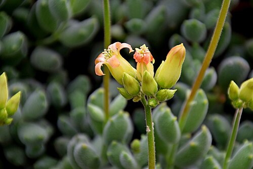 Cotyledon tomentosa: Cotyledon tomentosa in Tropengewächshäuser des Botanischen Gartens, Hamburg