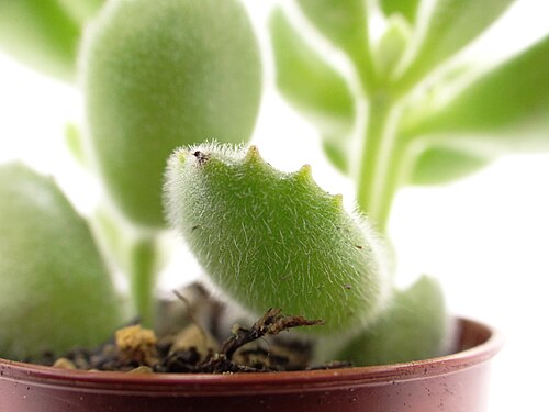 Cotyledon tomentosa: Detail on the leaves and hair of a Cotyledon tomentosa . Leaves are big, rounded and soft to the touch because of the small hair.
