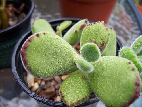 Cotyledon tomentosa: Cotyledon 'Bear Paws'