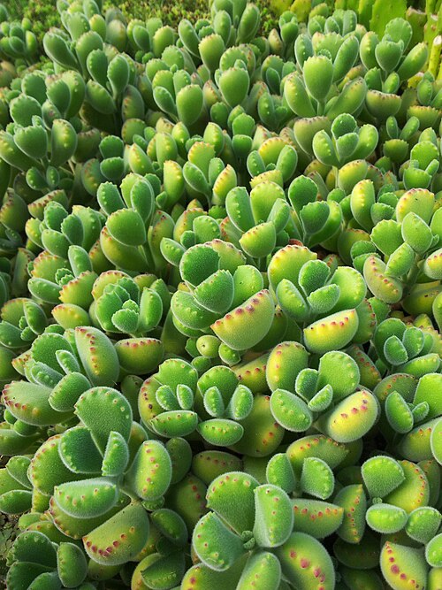 Cotyledon tomentosa: Cotyledon tomentosa in cultivation - Cape Town