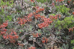 Cotyledon velutina (Cotyledon velutina)