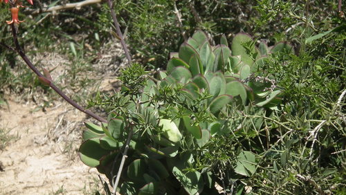 Cotyledon velutina (Cotyledon velutina)