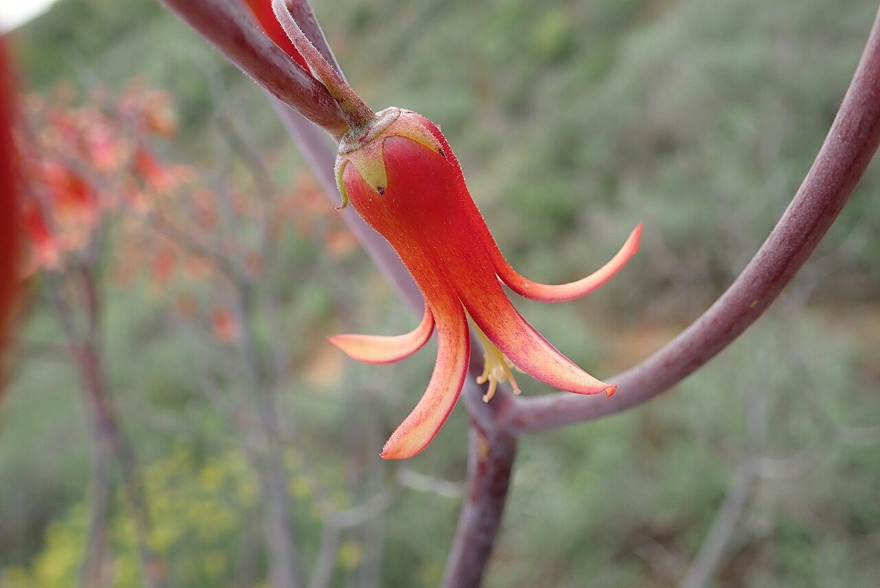 Cotyledon velutina: Velvet Pigsears ( Cotyledon velutina ) in South Africa