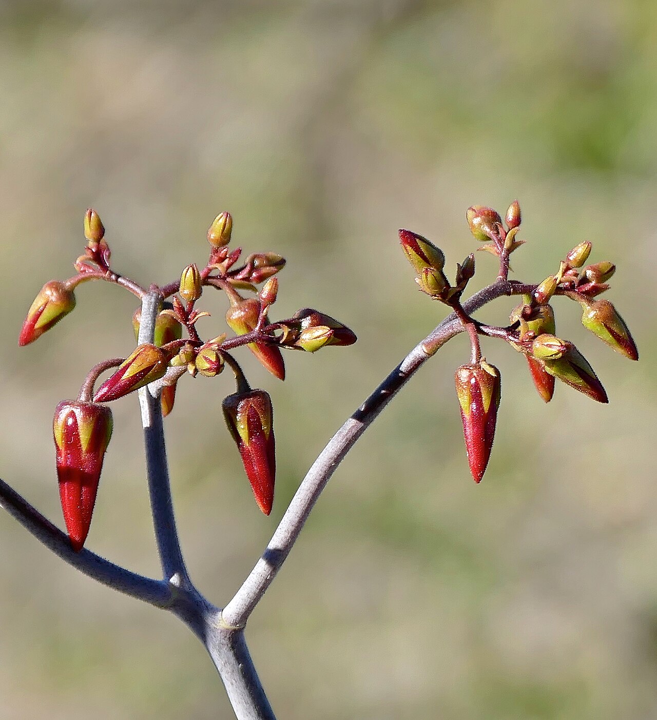 Cotyledon velutina: Valley of Desolation Road, Camdeboo NP, Eastern Cape, SOUTH AFRICA
