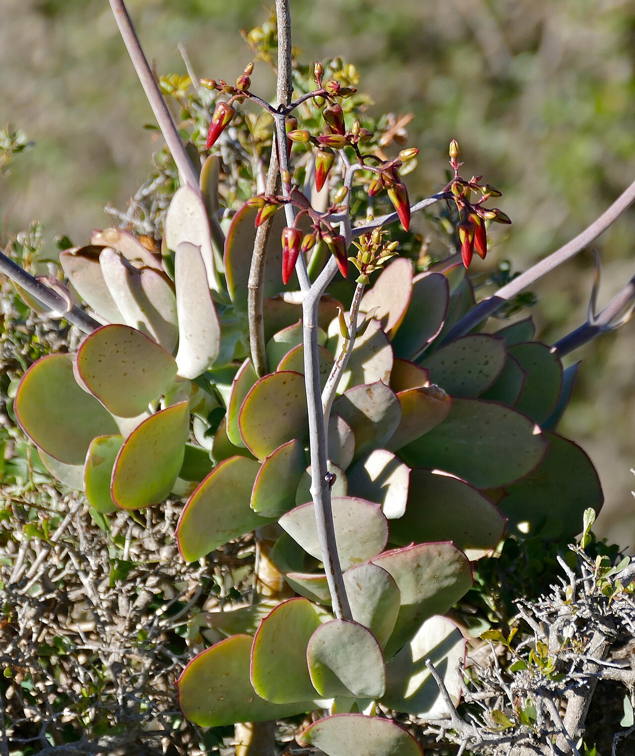 Cotyledon velutina: Valley of Desolation Road, Camdeboo NP, Eastern Cape, SOUTH AFRICA