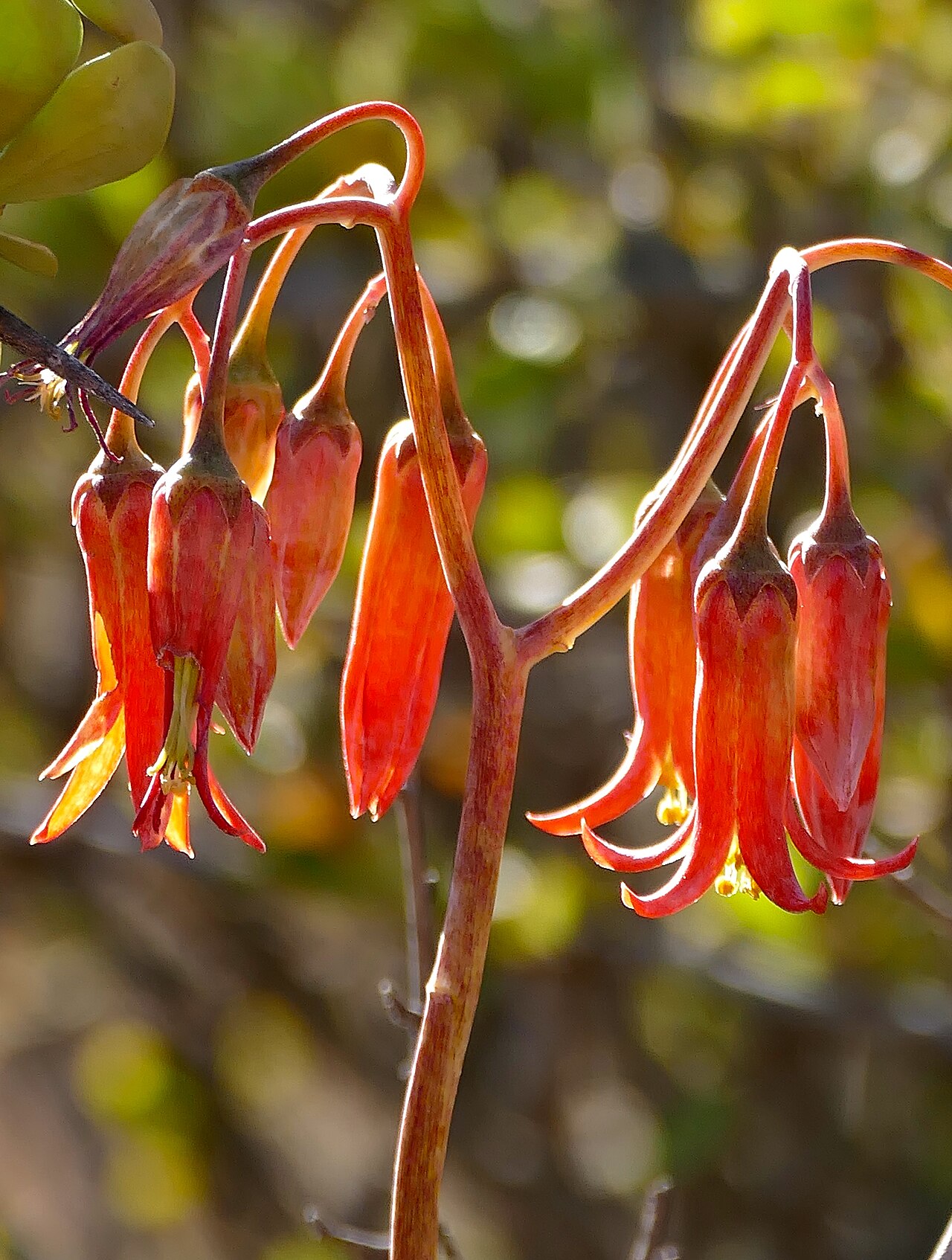 Cotyledon velutina: Valley of Desolation Road, Camdeboo NP, Eastern Cape, SOUTH AFRICA