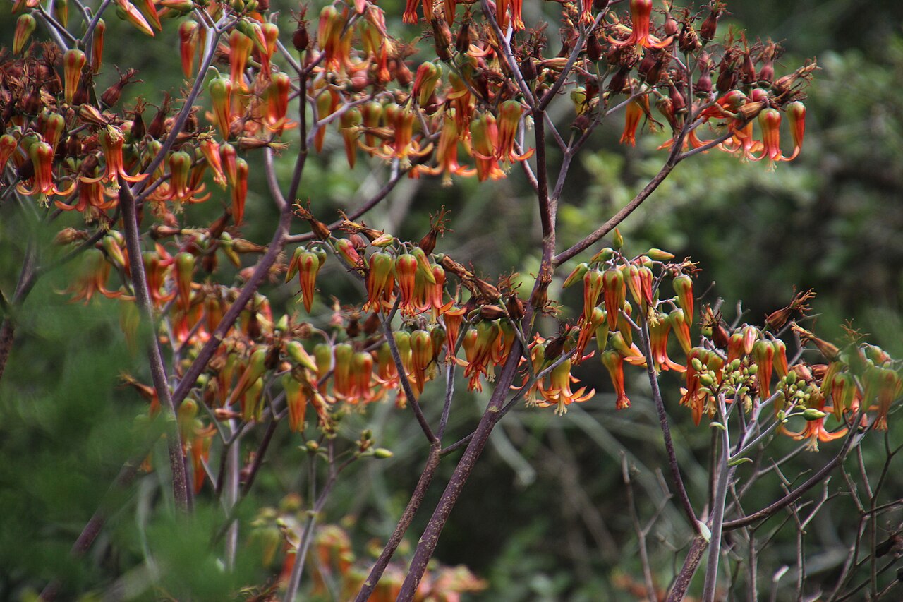 Cotyledon velutina: Velvet Pigsears ( Cotyledon velutina ) in South Africa