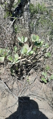 Cotyledon velutina (Cotyledon velutina)