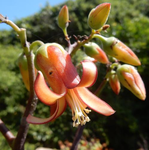 Cotyledon velutina (Cotyledon velutina)