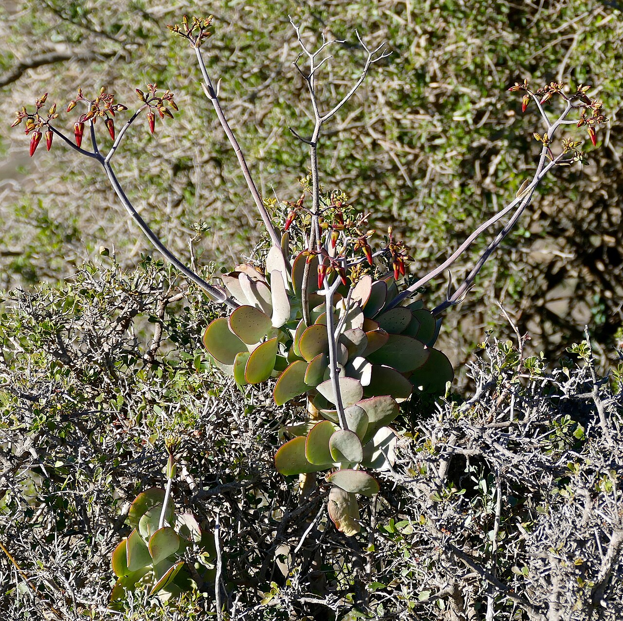 Cotyledon velutina: Valley of Desolation Road, Camdeboo NP, Eastern Cape, SOUTH AFRICA