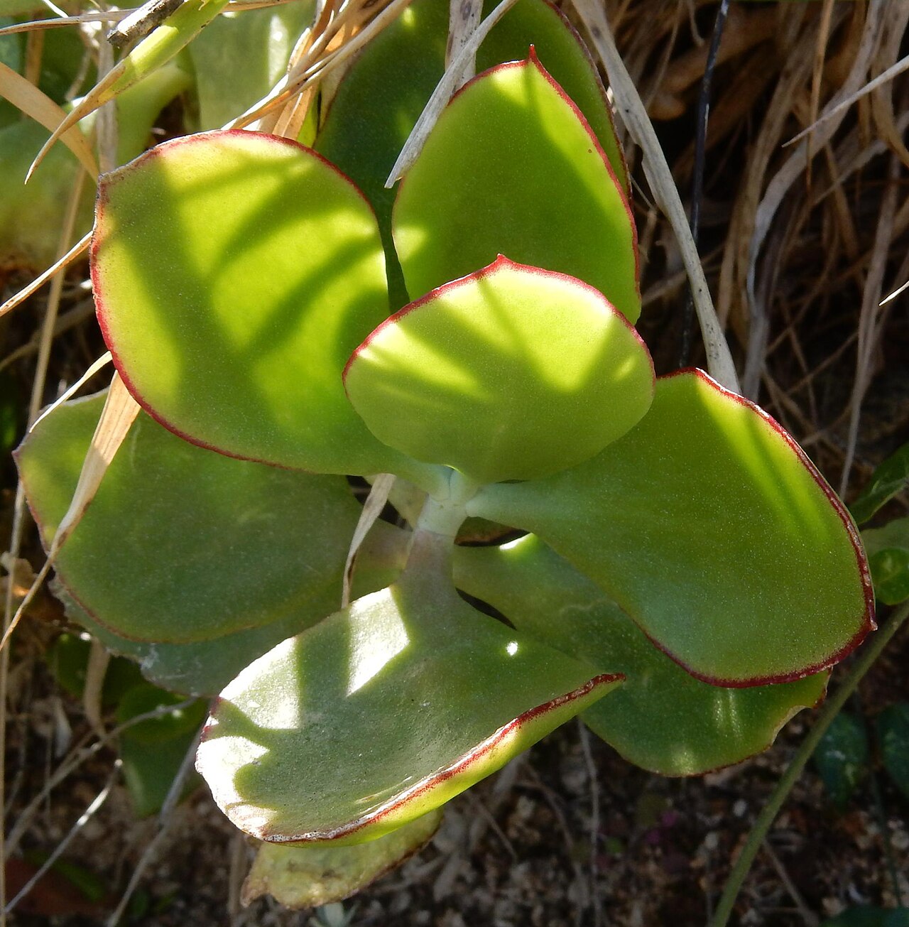 Cotyledon velutina: Velvet Pigsears ( Cotyledon velutina ) in South Africa