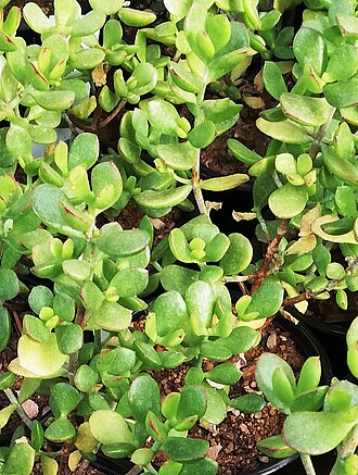 Cotyledon woodii: Cotyedon woodii - Kouga-river form