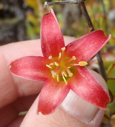 Cotyledon woodii (Cotyledon woodii)