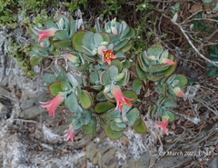 Cotyledon woodii (Cotyledon woodii)