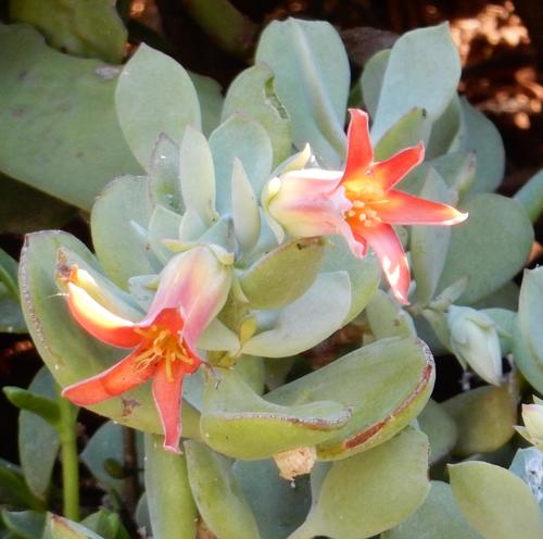 Cotyledon woodii (Cotyledon woodii)