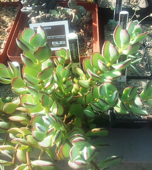 Cotyledon woodii: Cotyledon woodii in cultivation - Stellenbosch