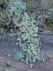 Cotyledon woodii (Cotyledon woodii)
