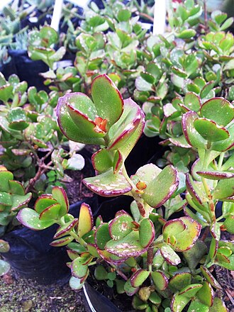 Cotyledon woodii: Cotyledon woodii - red flowered South African plant