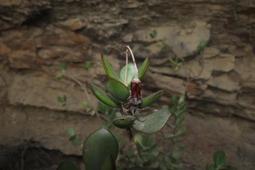 Cotyledon woodii (Cotyledon woodii)